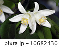 柚子の花 10682430