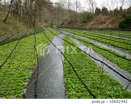 安曇野わさび畑 10682482