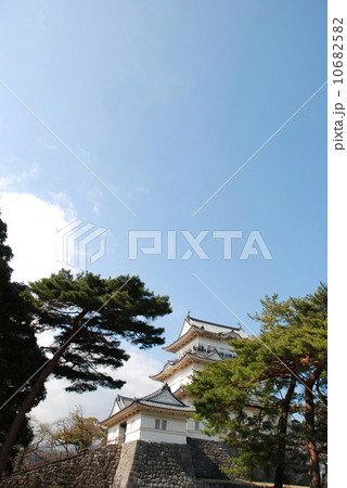 小田原城と松 小田原城と松 10682582