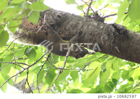 外来種の野生のタイワンリス（浜松市、四ツ池公園にて） 10682597