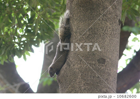外来種の野生のタイワンリス（浜松市、四ツ池公園にて） 10682600