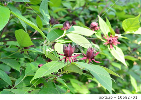 クロバナロウバイ クロバナロウバイ 10682701