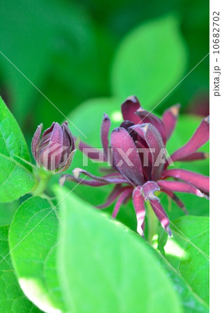 クロバナロウバイ クロバナロウバイ 10682702