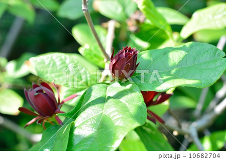 クロバナロウバイ クロバナロウバイ 10682704