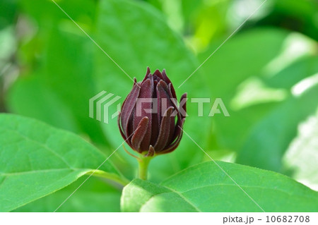 クロバナロウバイ 10682708