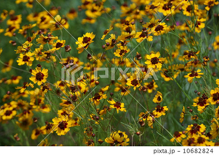 波斯菊ハルシャギク　春車菊とも書くそうです。 10682824