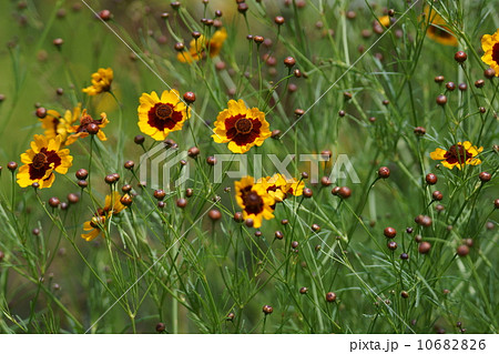 波斯菊ハルシャギク　春車菊とも書くそうです。 10682826