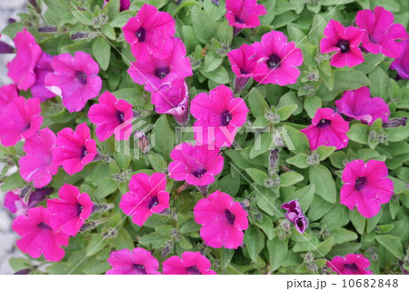 サフィニア サフィニア 10682848