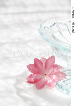 花 窓辺 グラス 花 窓辺 グラス 10682956