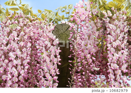 藤棚 藤棚 10682979