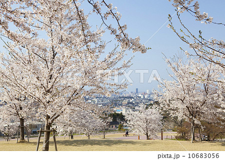 大乗寺丘陵公園の桜 10683056