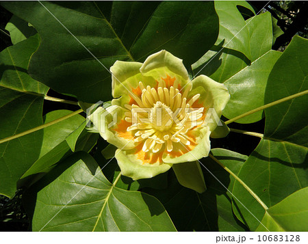 ユリノキの花 10683128