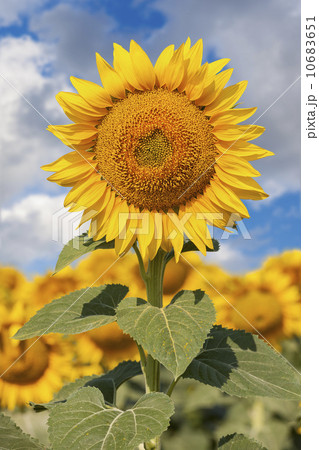 Sunflower against blue sky 10683651