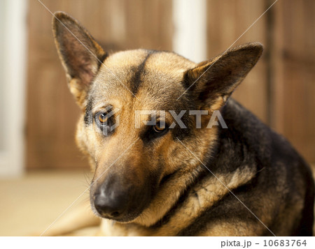 Portrait of German Shepard 10683764