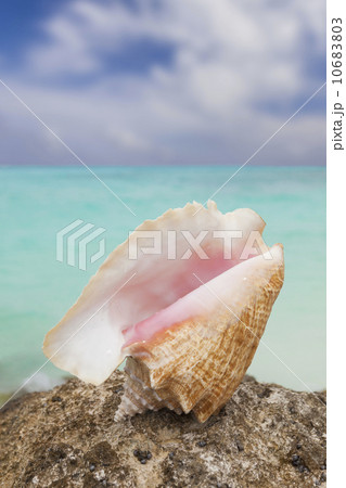Mexico, Quintana Roo, Yucatan Peninsula, Cancun, Seashell on beach Mexico, Quintana Roo, Yucatan Peninsula, Cancun, Seashell on beach 10683803