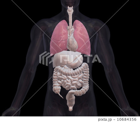 Biomedical illustration showing human internal organs 10684356