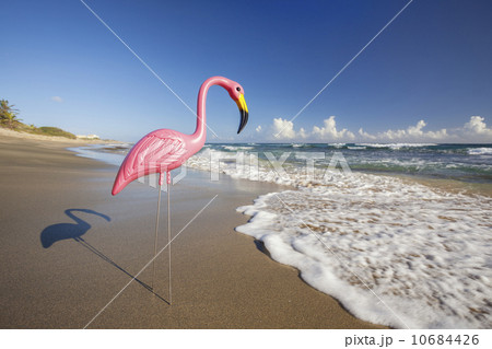 Plastic Flamingo on Isabel Beach 10684426