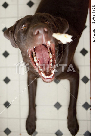 Dog yawning 10684559