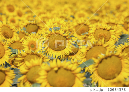 Filed full of yellow sunflowers 10684578