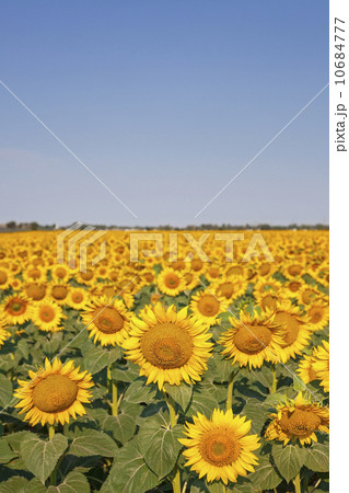 Filed full of sunflowers with blue sky 10684777
