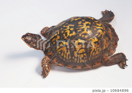 Studio shot of turtle 10684896