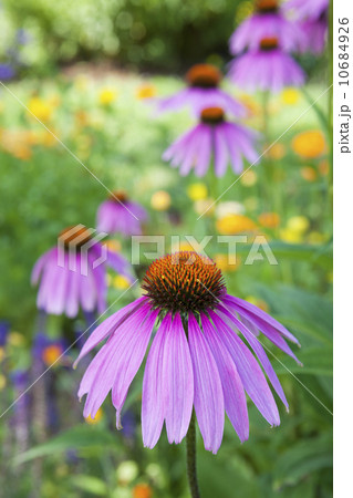 Purple coneflowers 10684926
