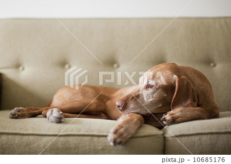 Dog on couch Dog on couch 10685176