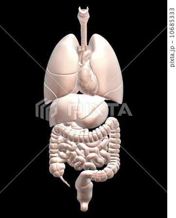 Biomedical illustration showing human internal organs  10685333