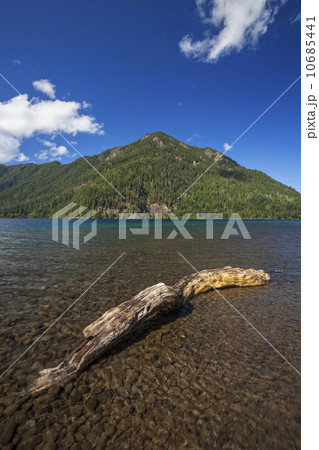 Driftwood on shore of Lake Crescent 10685441