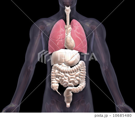 Biomedical illustration showing human internal organs with lungs indicated in red 10685480
