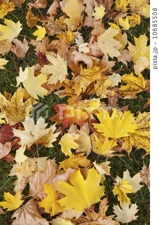 Full frame of autumn leaves Full frame of autumn leaves 10685508