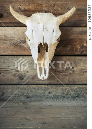 Cow skull on wooden wall Cow skull on wooden wall 10685582