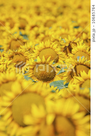 Filed full of yellow sunflowers 10685764