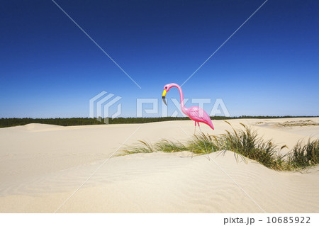 Oregon, Florence, Plastic pink flamingo on sand dune 10685922