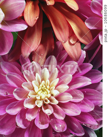 Studio Shot of red and pink delilah flowers Studio Shot of red and pink delilah flowers 10686099