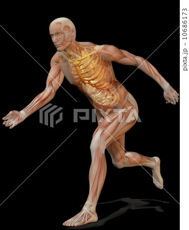 Digitally generated image of running human representation with inner human muscle visible Digitally generated image of running human representation with inner human muscle visible 10686173