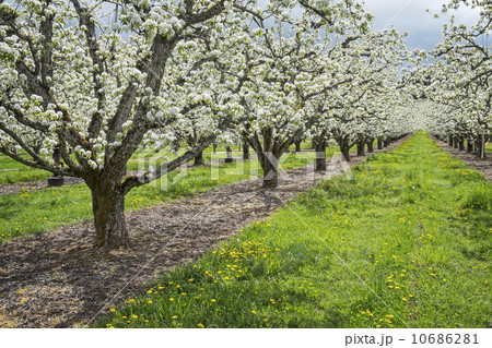 Apple trees blooming in orchard 10686281
