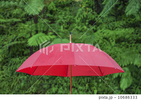 Red umbrella in rainforest 10686333