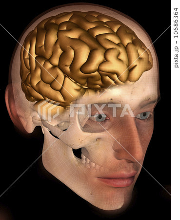 Conceptual image of human brain 10686364