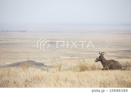 Deer on plain Deer on plain 10686389