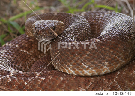 Rattlesnake coiled in grass Rattlesnake coiled in grass 10686449