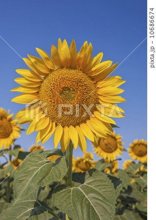 Sunflower against blue sky 10686674