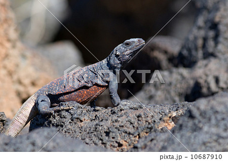 チャクワラ 10687910