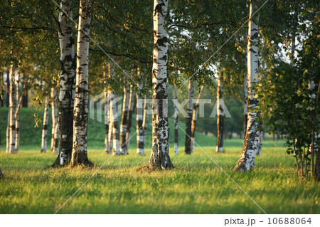 Birch Grove Birch Grove 10688064