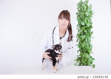 獣医 獣医 10688146