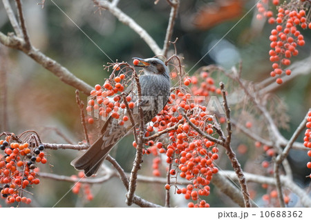 ヒヨドリ 10688362