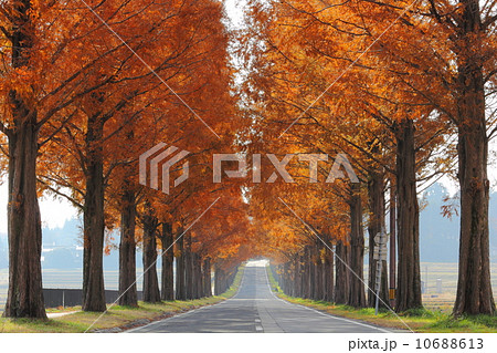 マキノ　メタセコイア並木の紅葉 10688613