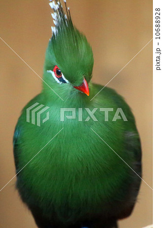 リビングストンエボシドリ 10688928