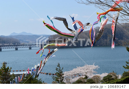 釜房湖の鯉のぼり 釜房湖の鯉のぼり 10689147