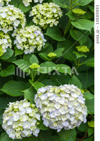 紫陽花 10689893